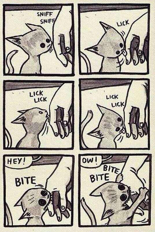 I guess this happened at least on time to each person who has a cat 😂