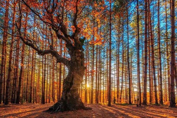 Gabriele_Corno's tweet photo. The King Of the Forest by Evgeni Dinev #Tree #sunrise #inspiration #CGE #nature http://t.co/iI2GuZS2QG