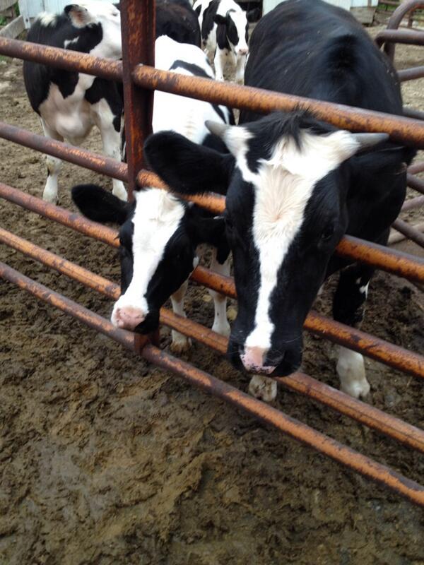 ariedstra86's tweet image. Starting to think they do this on purpose for my attention. #cowproblems