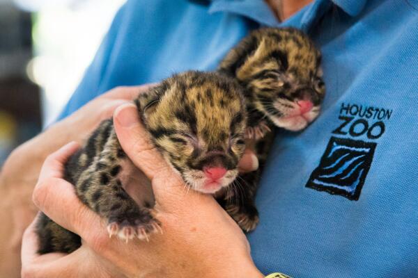 houstonzoo's tweet photo. Say hello to the cutest little cubs you've ever seen. We're thrilled to announce the birth of 2 clouded leopard cubs! http://t.co/3I01xRqLex