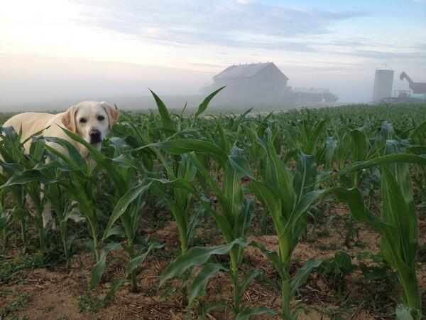 SheSweazyFarms's tweet photo. Loving this!!!@LaurenBall3 http://t.co/hsrDAEA58P