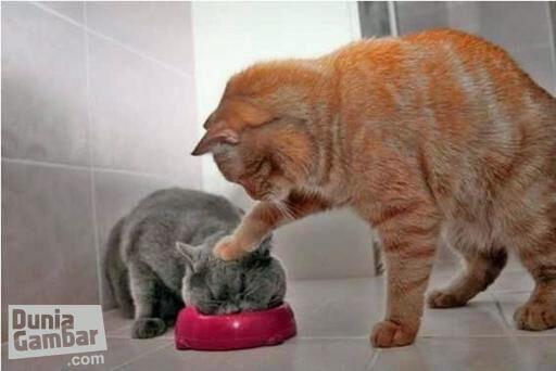 IimMalmsteen's tweet photo. Rasain lo, sembarangan makan punya gue #LOL http://t.co/yphnUOp1a6