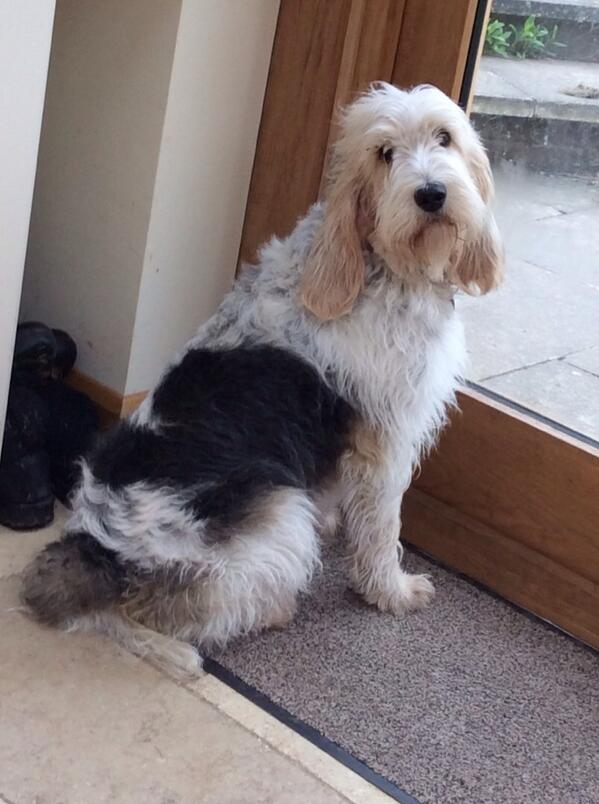 maxburton83's tweet photo. @bucksfreepress please RT our lost dog last seen in Meadle, Bucks this morning at 7am. Called Beau and very friendly! http://t.co/Fzl2NjYUj6