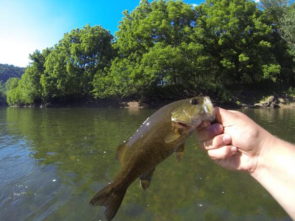 mainstreamflyco's tweet image. Some pictures from last weekend. #flyfishing