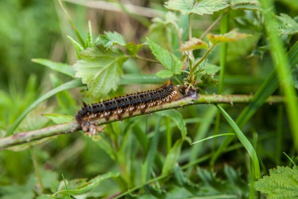 Our site covers 2.35 million m2. Its meadow, grassland, wetland &amp; woods are home to 400+ plant &amp; animal species.