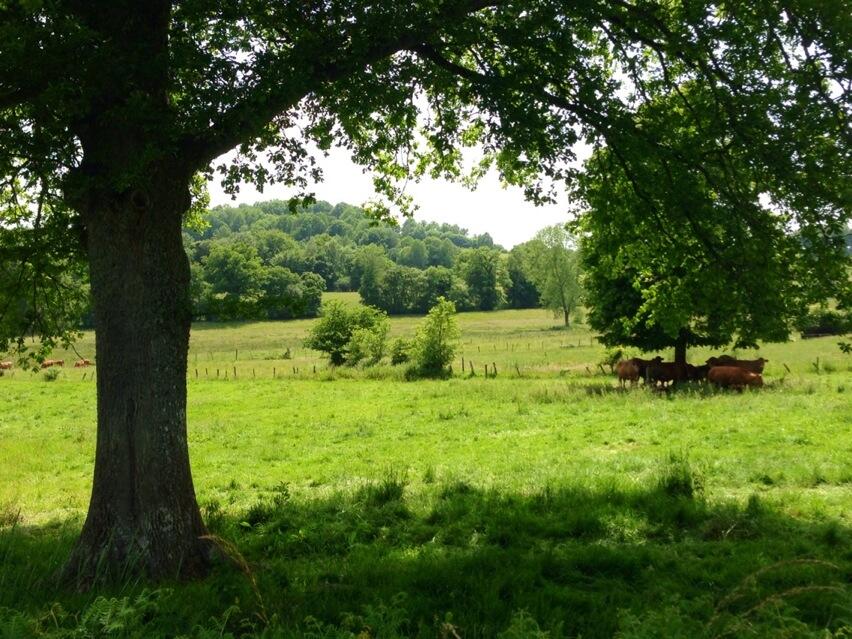 Permalien de l'image intégrée