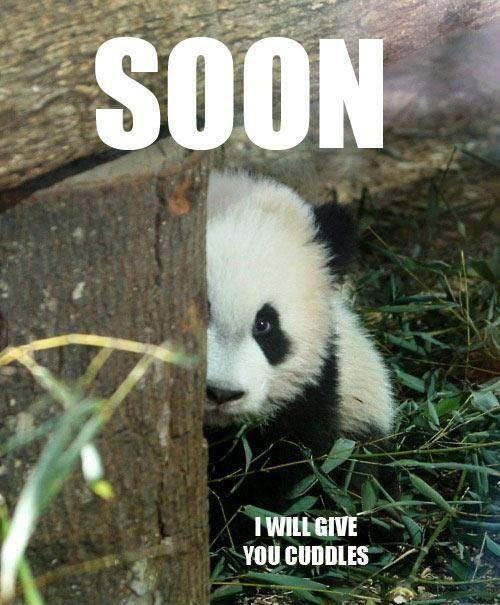 pandaisms's tweet photo. #SaidNoOneEver http://t.co/uRck84eipH