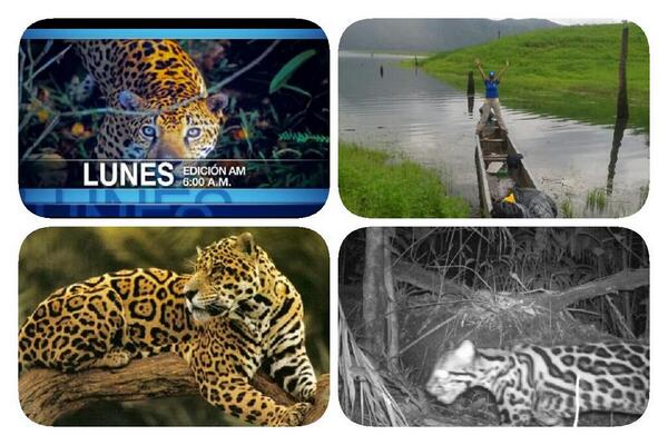 tvnnoticias's tweet photo. Mañana en Noticias AM, les tendremos la segunda parte del reportaje especial sobre los jaguares con @elkiriam #Panama http://t.co/lsRZEKBgv7