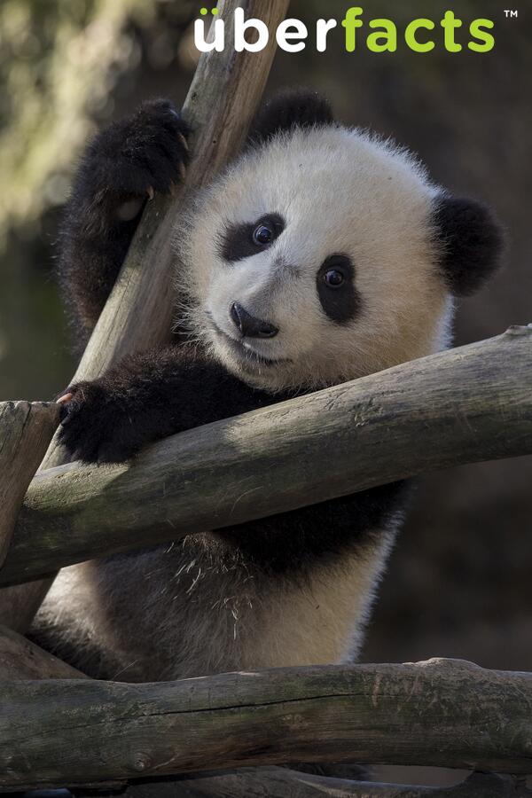 UberFacts's tweet image. A newborn panda weighs as much as a cup of tea.