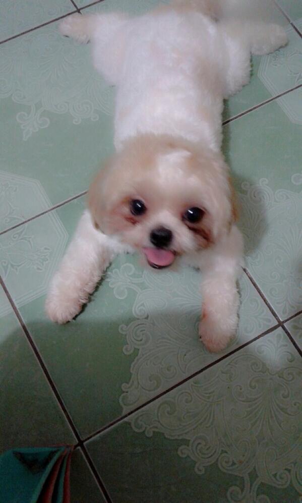 ChangC23's tweet photo. Cute little jenny hihi http://t.co/DgpXw6nr7y