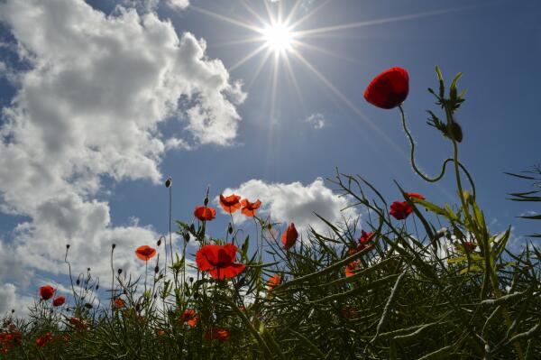 <a href="/ScotlanddTour/">Scotland Tourism</a> <a href="/BBCSpringwatch/">BBC Springwatch</a> Poppy field near Rosyth before the rain came