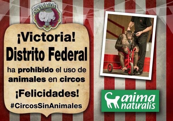AnimaNat_Mexico's tweet image. @sherlyny ¡lo logramos! #DF se convierte en 7a entidad en aprobar #CircosSinAnimales
