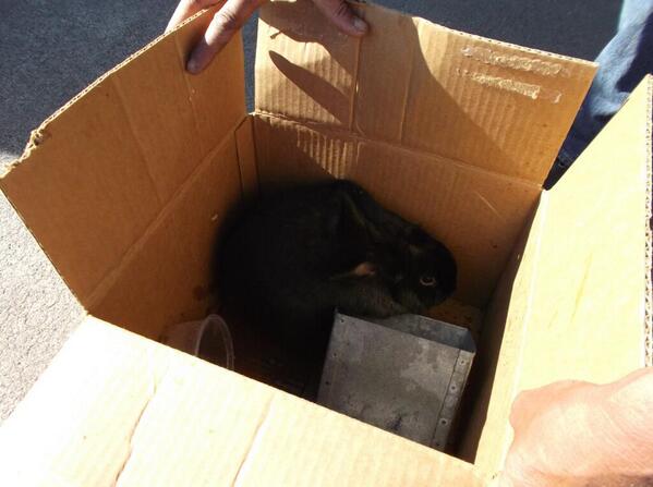 Mamataz67's tweet image. Awww!   RT: Missing bunny returned thanks to local man! ktvl.com/shared/news/to… #freestewie #freeamos @rogueriverpd