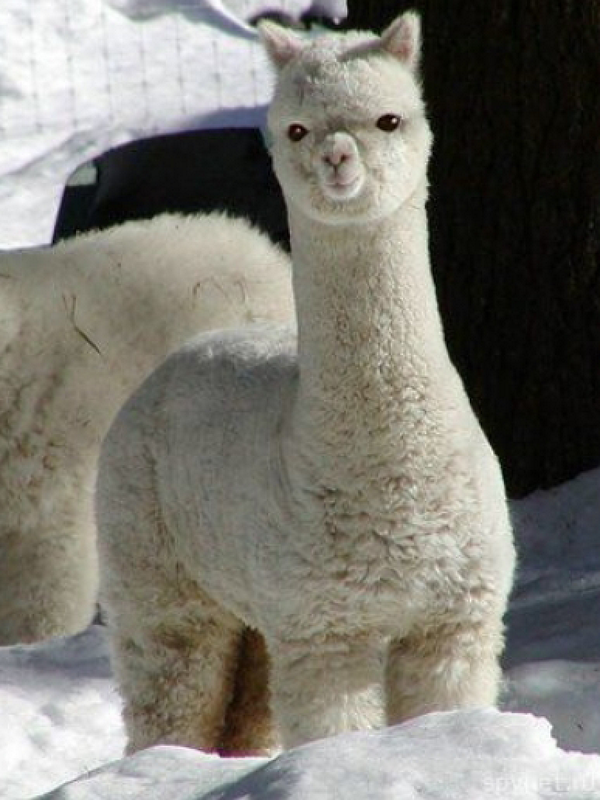 danielhowell's tweet photo. most of the time i think alpacas are cute but sometimes they look terrifying like wtf that looks like an alien http://t.co/X7YZZWX1On