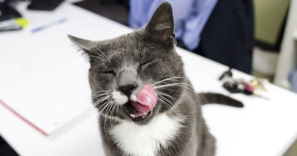 Cat filmed being heartlessly kicked in Brooklyn finds new home, <a href="/ASPCA/">ASPCA</a> says: dnain.fo/1tYNQnh