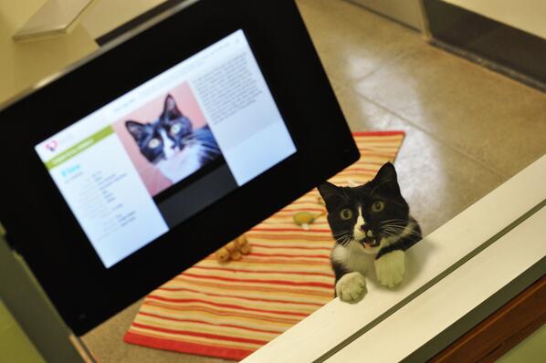 petsunlimited's tweet photo. See our new adoption center at the Mission campus this Friday from 4-10pm!! RSVP &amp; Details: http://t.co/vIsr77PQNS http://t.co/kug7tcmAPt