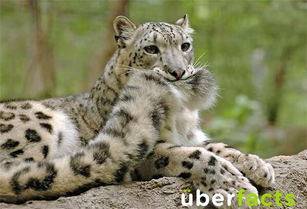 UberFacts's tweet image. Snow Leopards use their tails as a portable fuzzy blankie to keep them warm wherever they go.