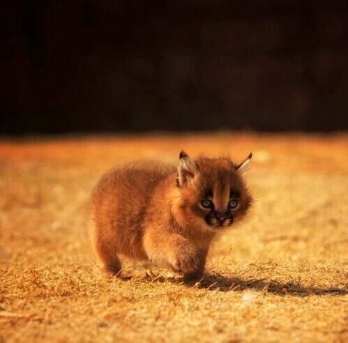 Francesc Goleo On Twitter Caracal Mini Cat Gato Http T Co 9tis9x1cqc