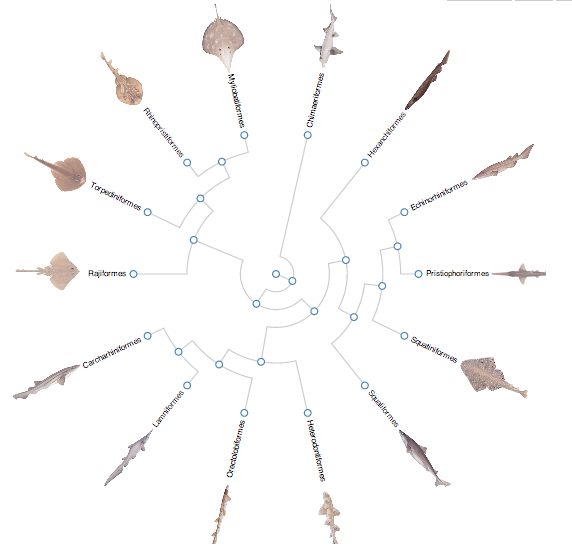 orcoastaquarium's tweet photo. Beautiful tree of chondrichthyan (sharks, rays, chimaeras) life! #Sharks14 IMG: Gavin Naylor Via @Eleanor_YH http://t.co/niD5xmi9et
