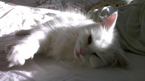 cutecatsvsdogs's tweet photo. #cutecatsvsdogs #cat http://t.co/9YJhwdB2ih