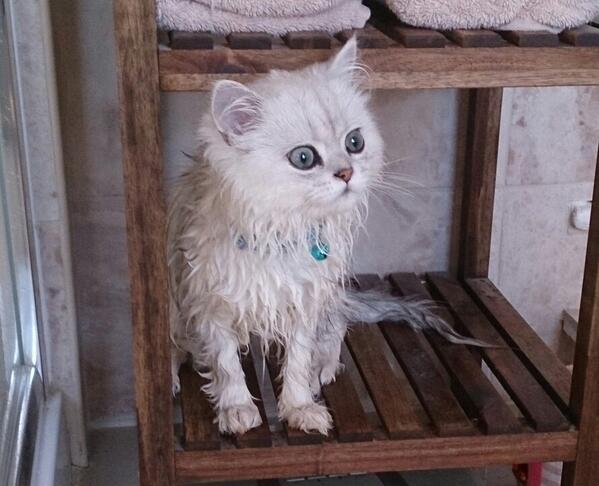 MrPicklesKitten's tweet photo. How many times must I say it... I HATE BATHTIME 
#WetPickle #Bathtime http://t.co/HHaYUT1SQe