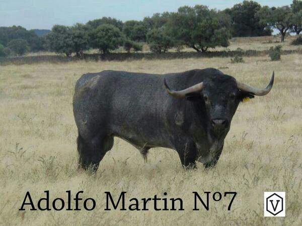 Centre2014Rafel's tweet photo. Bou adquirit per el @Centre2014Rafel de la prestigiosa ramaderia de Don Adolfo Martin N°7 G: 9 #femboufemfesta http://t.co/B9C6S3AyTi