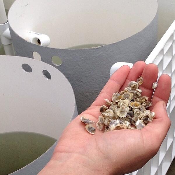 On Instagram? rebekahcrowley just posted a photo and tagged #OceanAcidification