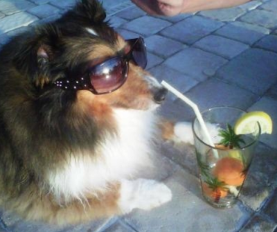 ElmCottageTumut's tweet photo. Does a member of your family (2 or 4 legged) need a mid-week break? We have vacancies in June! http://t.co/Y2NwXCjtoB