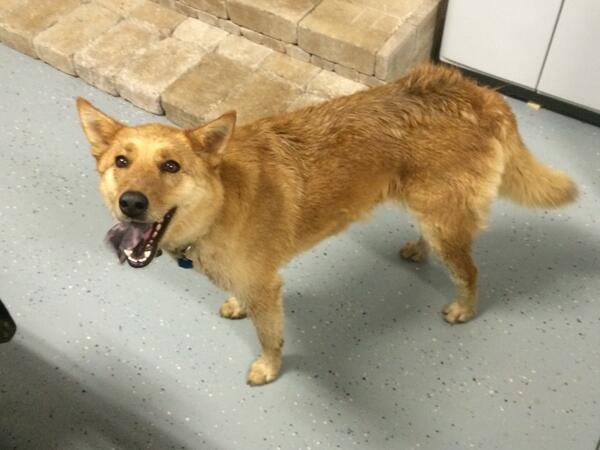 Red_Watson's tweet photo. Dog found on Beechwood Dr. In Greer. Help me find owner! http://t.co/rud7Wd6qs2