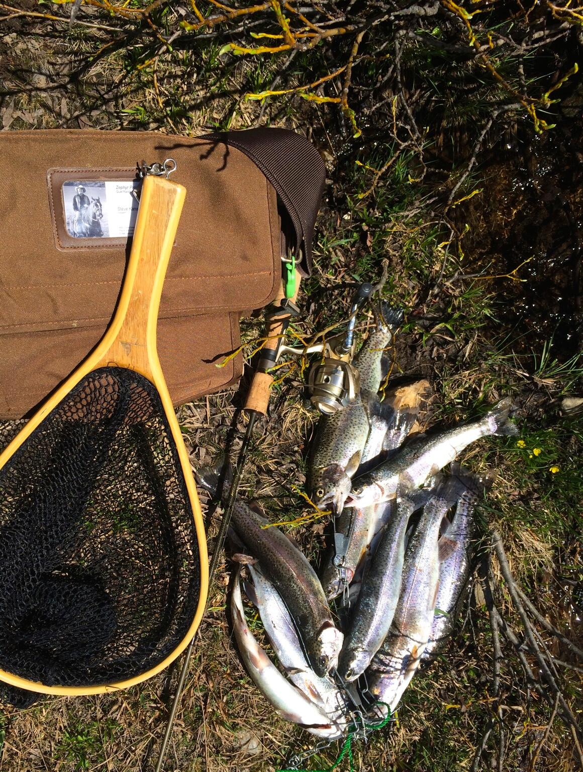 Steve on X: rainbow trout at 11,000 feet  / X