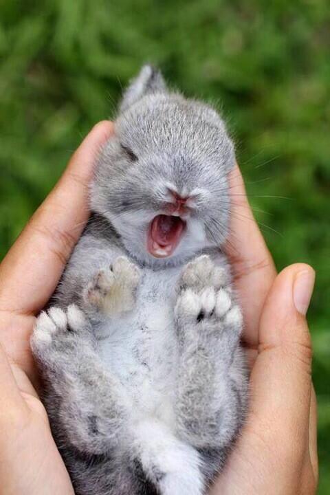 Baby bunny yawn: