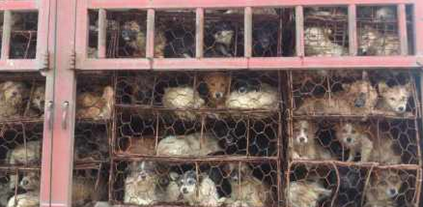 pamepumas's tweet image. &quot;@Nami_fight4life: On the road to hell, to Yulin photo taken 2day  #YulinGetDogsOffTheMenu&quot;