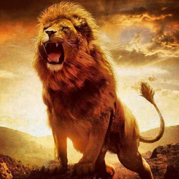You can also upload and share your favorite galatasaray wallpapers. Galatasaray Aslan - Fsanem Ciimbom On Twitter Aslan Kukredimi Herkez Susar Cimbom Galatasarayasktir Gslove Galatasaray Aslan Tekhayalim Tekgercegim Http T Co Nrftogqdk8