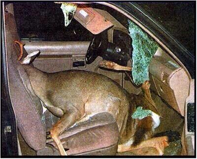 Too many ppl and deer are killed in traffic. #AvoiDeer app can warn you! bit.ly/1fEsMQD #Philadelphia