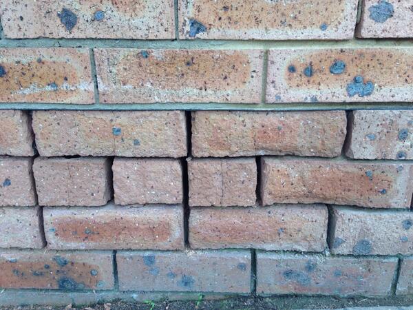 TechDry's tweet image. Rising damp, Inspected a house in st clair NSW built in 80's severe rising damp problem.
