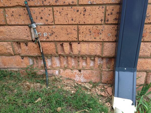 TechDry's tweet image. Rising damp, Inspected a house in st clair NSW built in 80's severe rising damp problem.