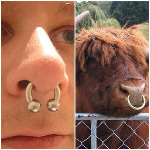 palomaperez92's tweet photo. "@YisucristEs: *rt si tampoco te gustan los septum http://t.co/LkSQCUPKKu" @LoredeAlcantara