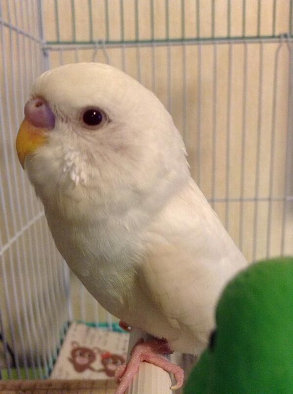 河北町児童動物園 野生鳥獣救護所 ちなみに アルビノ の種類はウサギの他にもインコ類やハムスターなど様々な動物に見られます O この写真は飼育員4がペットで飼っているセキセイインコです 名前は 白ちゃんです 笑 Http T Co Cxi4aaqvar