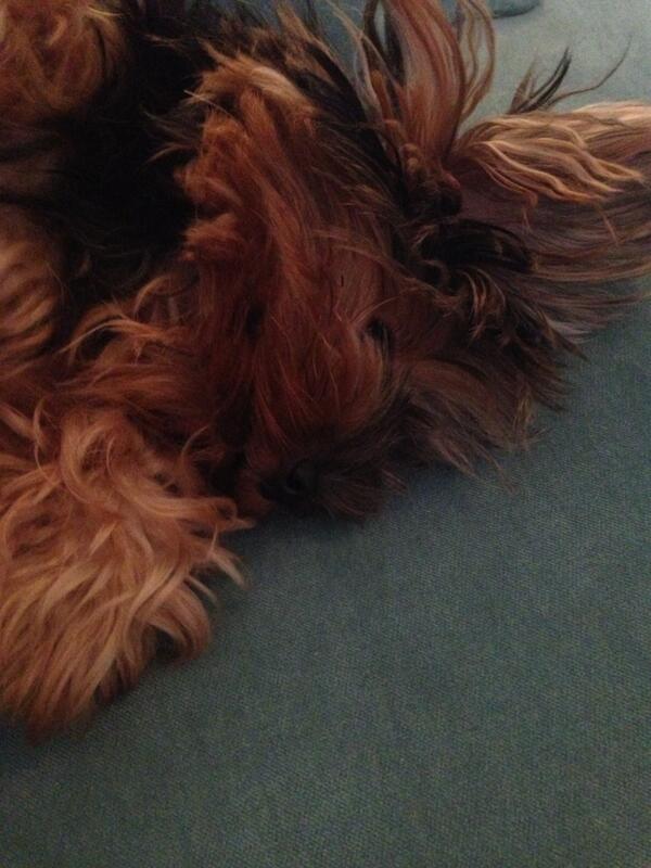 RubyandLavon's tweet image. We visited our adorable lulubelle in FL.