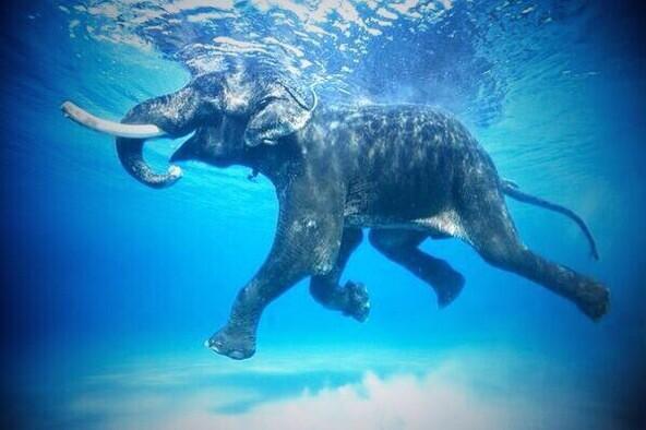 Baby Elephant enjoying the water: