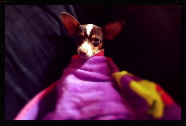 gonzalez4060's tweet image. #readytogotosleep
my chicken getting ready to sleep:)