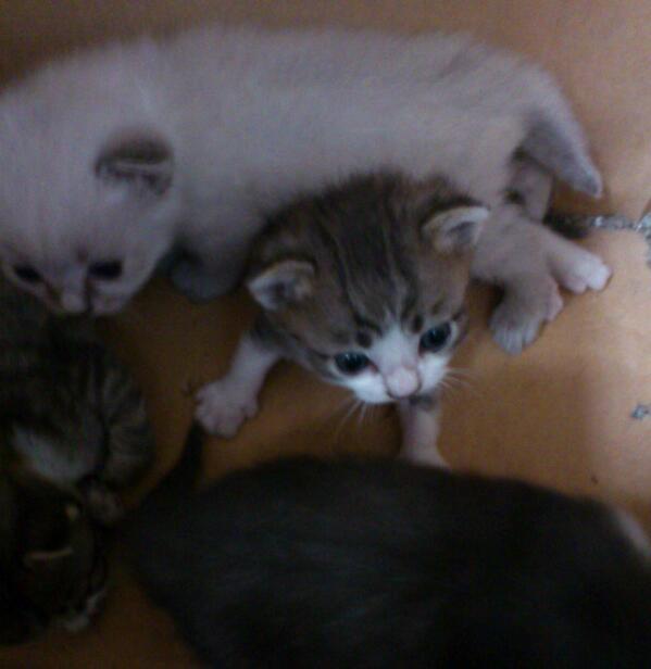 catinside's tweet photo. 生後３週目。よちよち歩き。 http://t.co/egmju4Qfmc