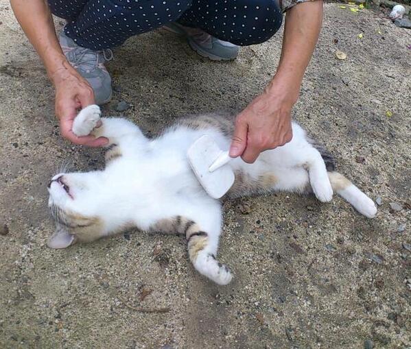 catinside's tweet photo. 生後１年。母のブラッシング技に陶酔。 http://t.co/8P9N1LjKTK