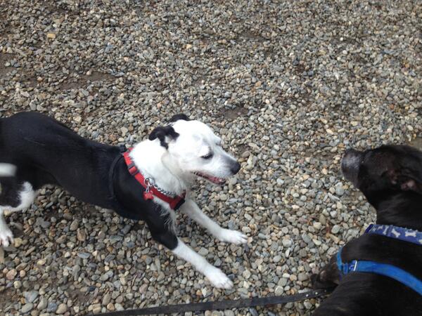 Mitzy this little girl is a newbie at the shelter.  She is so cute Dog friendly.  Needs a home.  Come see her 12-6