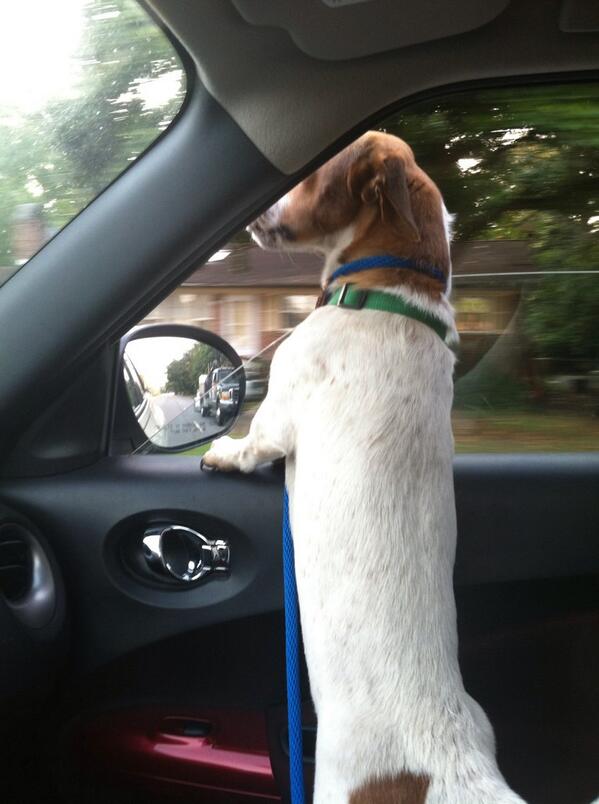 PetHelpers's tweet photo. Jed couldn't be more excited about the car ride to visit @BoxAndKelly1055 at @TheBridgeat1055! #AdoptPH http://t.co/HzQoX2SCeV