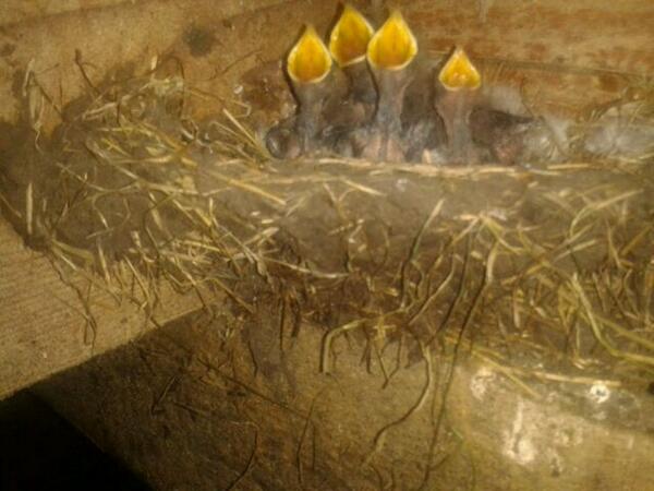 Wel erg dichtbij ,nest met zwaluwen bij melkveebedrijf Veenstra