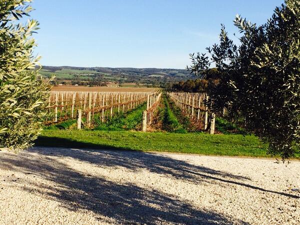 New release first press olive oil - so good it perhaps warrants its own festival? @PrimoEstate