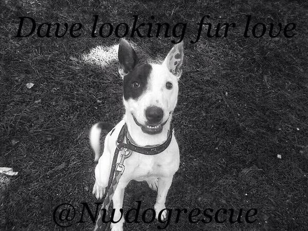What a cheeky grin! RT: Dave needs the colour back in his life are you the one to do it? <a href="/NWDogRescue/">FindingFureverHomes</a> #dogs