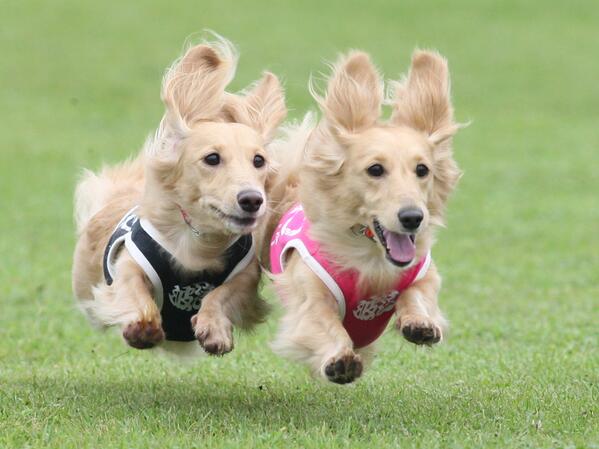 飛行犬 かわいい 二匹並んでジャンプ 飛行犬 かわいい 動物 犬 T Co Rsfbidaf1h