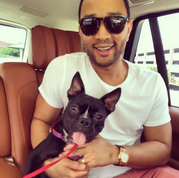 Famously's tweet photo. This French Bulldog Hit the Jackpot on Life and Gets to Sit on @chrissyteigen’s Lap Forever http://t.co/lPdLJruPz7 http://t.co/rmznIJ4z8n